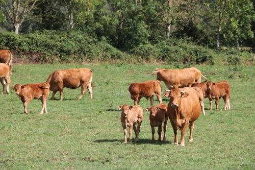 Pet friendly, spacious farmhouse on the Courtomer Estate, Normandy in Saint-Léonard-des-Parcs