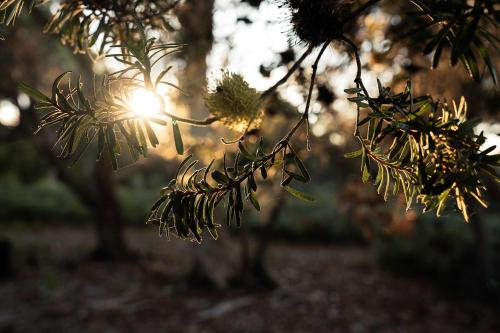 Numie - Freycinet Peninsula - Glamping