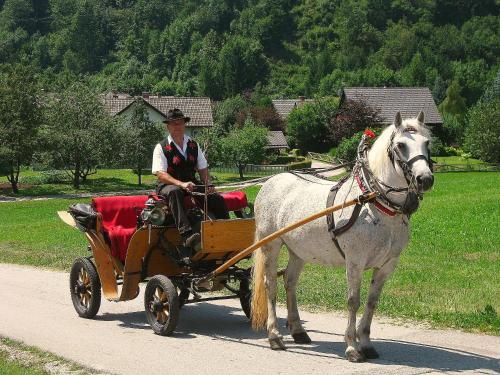 Apartments-Rooms Kocijancic - main image