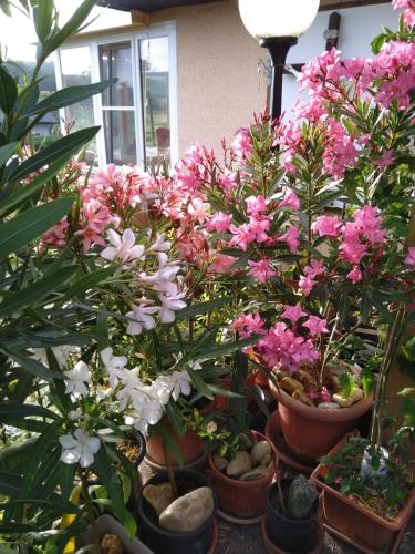 Haus Orleander in Gerersdorf Bei Gussing