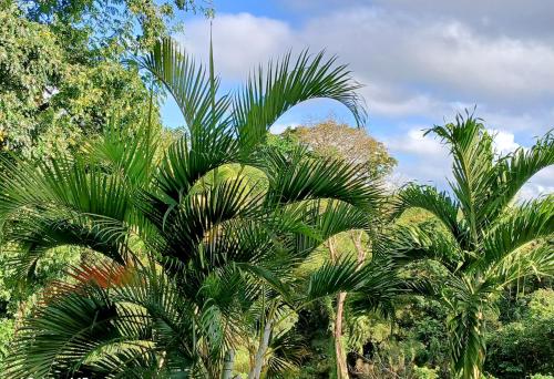 Alrededores, L'antillaise proche du CHU in Le Lamentin