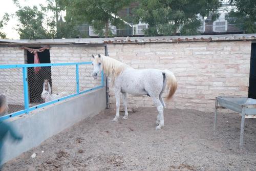 1001 nights , Wild farm Football, Jacuzzi, BBQ Sharjah, Ḩaşat al Bidīyah (foto 3)