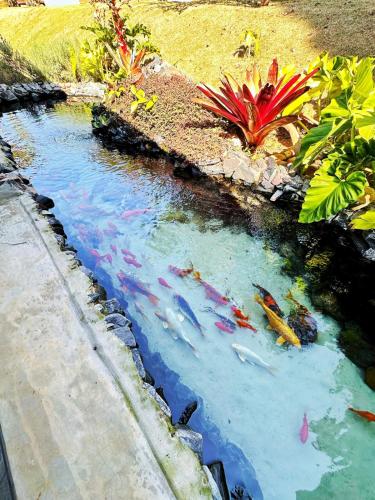 Chácara NataOriBon- Ibiuna - SP