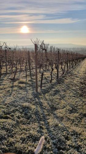 Weingut Magdalenenhof – Rüdesheim on the Rhine, MO