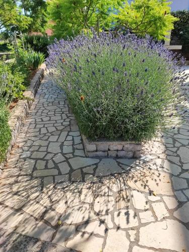 Skulka Apartment - Cres Island Skulka Apartment - Cres Island