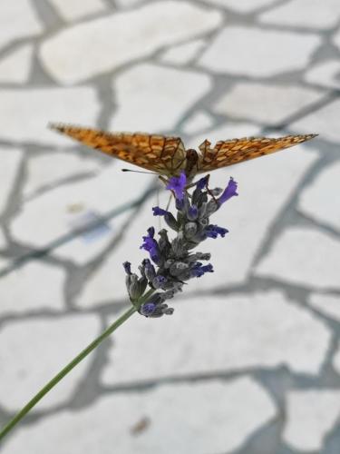 Skulka Apartment - Cres Island Skulka Apartment - Cres Island