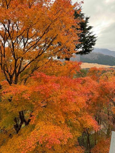 美術の宿　箱根もみじの森