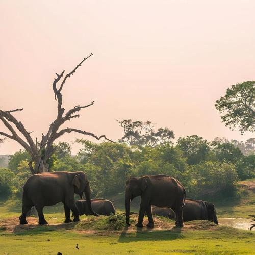 Damayanthi Guest House