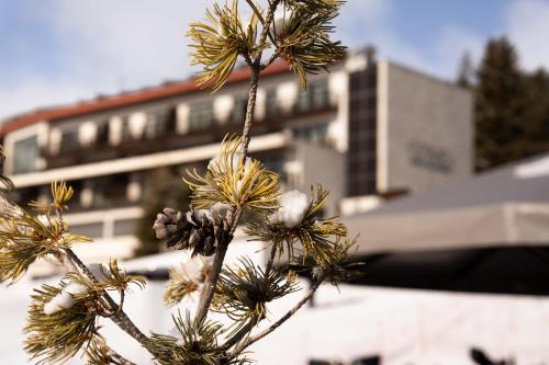 Alpina Dolomites - image 13