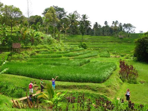 Prana Dewi Mountain Resort