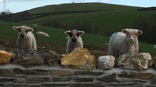 Tregondale Manor Farm