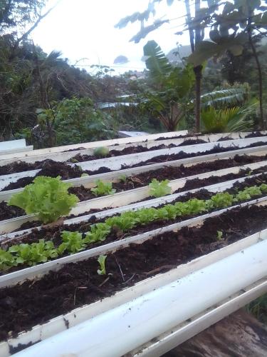 PT Jardin Farm in Castle Bruce