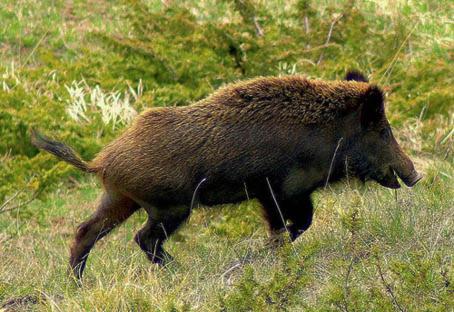 Hunting Lodge Yxkullsund - Fishing - Trekking - Hunting B&B
