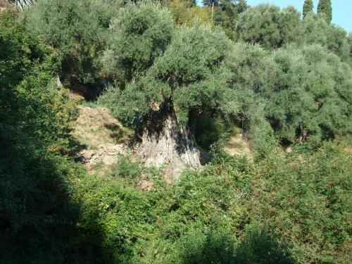 costa di sognu 5