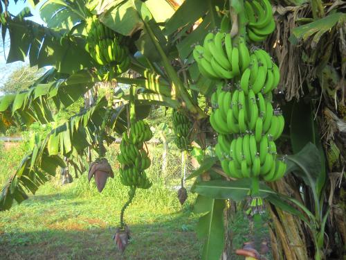 Pousada Chácara Mamma Gaia