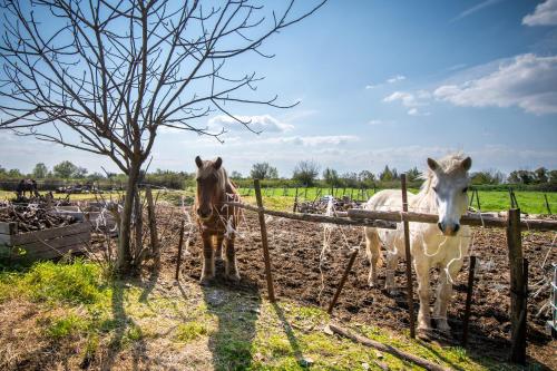 Cabane de Gardian Cabane de Gardian