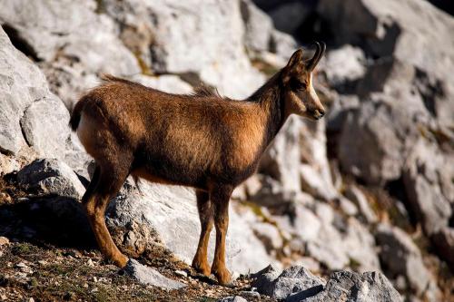Apartamentos El Caxigu