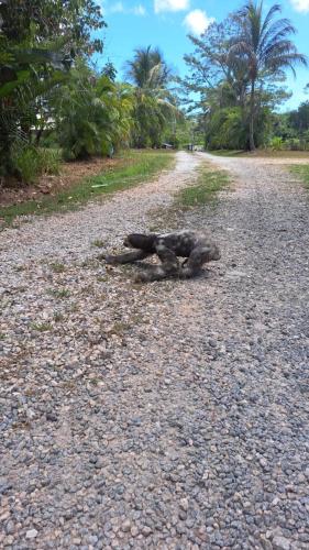 Domaine de la Matourienne in Matoury