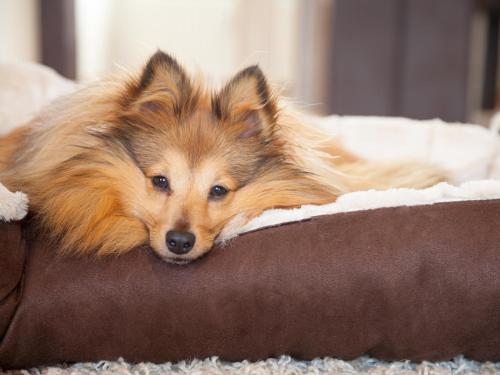 Tischneck Chalets - TraumFerienhäuser im Schwarzwald - Chalet Riva
