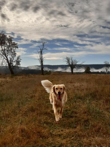 Blatensky House 393 - Apartmá 2 (Blatensky House 393 - Apartma 2) in Abertamy