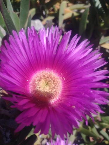 Loft 43 in La Trinite