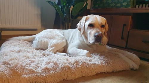 StayZen Holz & Hirsch Deluxe Hideaway zentral mit Parkplatz StayZen Holz & Hirsch Deluxe Hideaway zentral mit Parkplatz