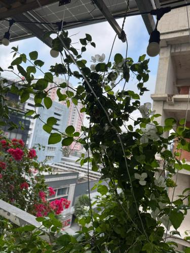 Vũ Bình homestay