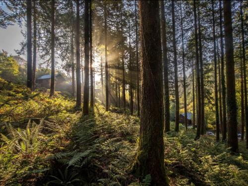 Deerpark Cabins, Cornwall - Forest Holidays in St Pinnock