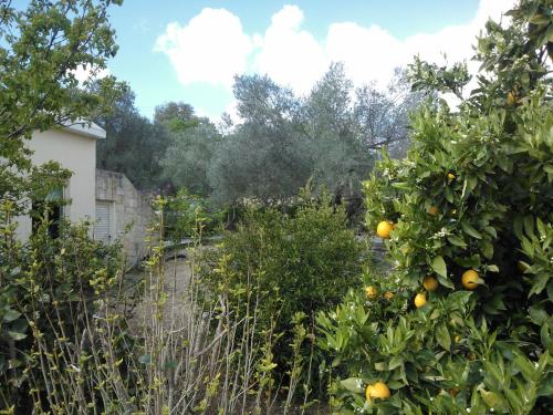 Villa Koumneni - image 11