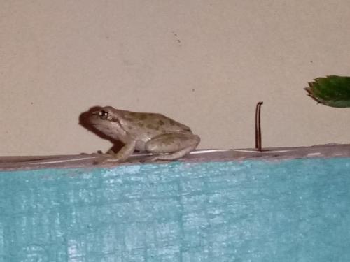 Sardinian Villa enjoy Stintino with your pets !