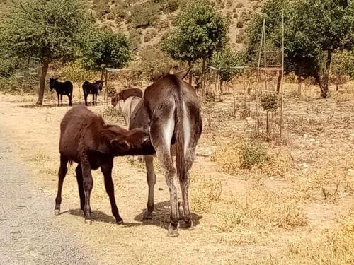 Sardinian Villa enjoy Stintino with your pets !