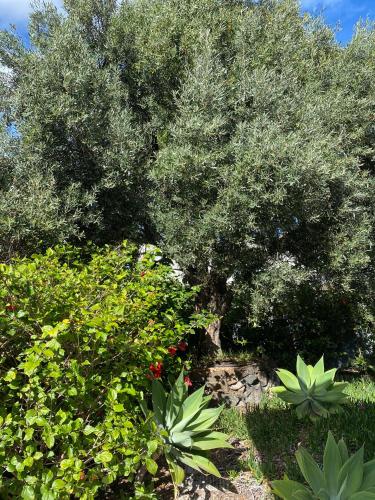 Bordal Houses Casa da Areia - image 14