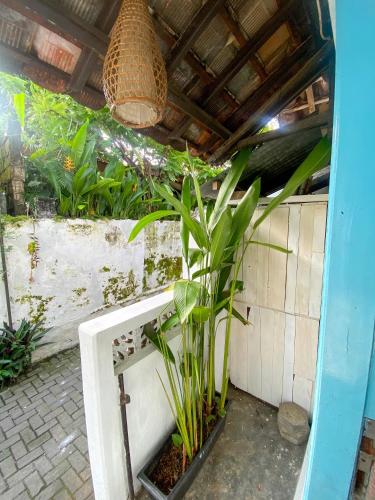 Omah Imut – Yogyakarta, MN
