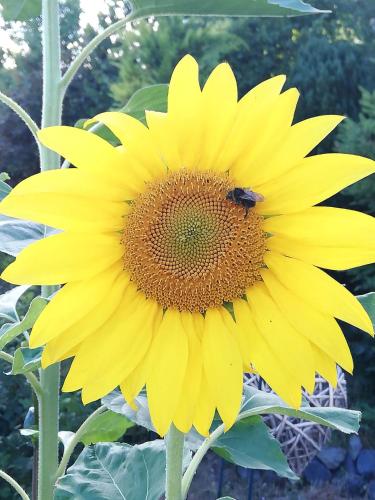 Am Lindenbaum, Ferienwohnung in Siebenbach am Nürburgring Am Lindenbaum, Ferienwohnung in Siebenbach am Nürburgring