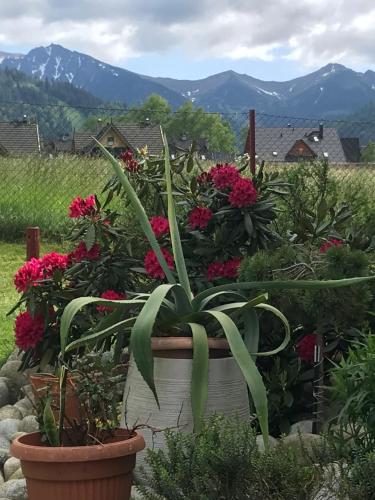 Villa jumper domek, Zakopane (photo 7)