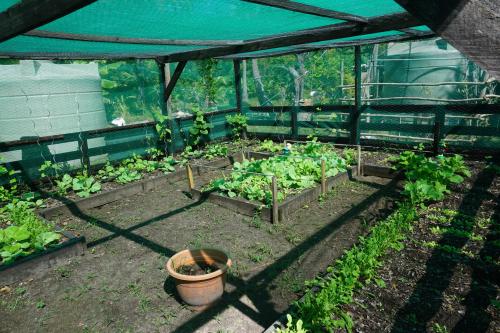 สวน, Kitesurf Tonga near สนามบินลิฟูกาไอส์แลนด์