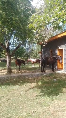 Complejo Infinitus in Malalhue