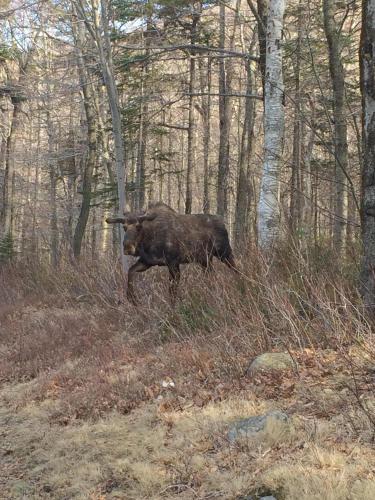 1800ML - As Seen on TV 1 mile from skiing great views hot tub fire pit beach Pool gym passes 1800ML - As Seen on TV 1 mile from skiing great views hot tub fire pit beach Pool gym passes