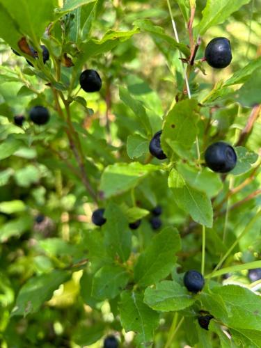 Hidden Gem in Hungry Horse