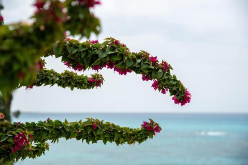 Sea View apartment in Coral Bay, Pegeia (fotografie 10)
