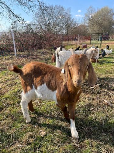 Gemütliches Mobilheim auf Bauernhof Gemütliches Mobilheim auf Bauernhof