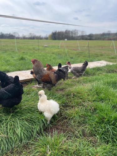 Gemütliches Mobilheim auf Bauernhof Gemütliches Mobilheim auf Bauernhof