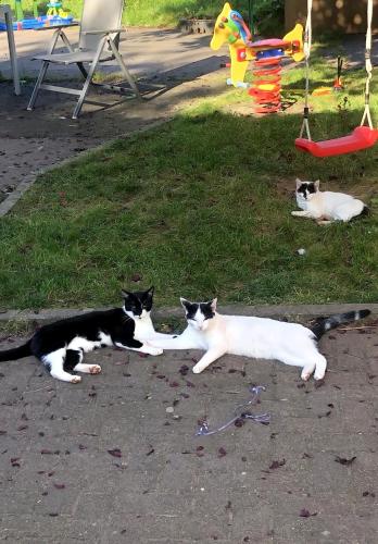 Gemütliches Mobilheim auf Bauernhof Gemütliches Mobilheim auf Bauernhof