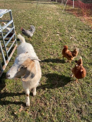 Gemütliches Mobilheim auf Bauernhof Gemütliches Mobilheim auf Bauernhof