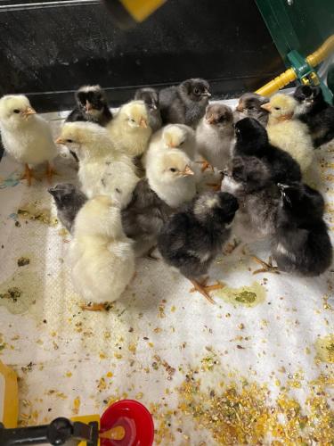 Gemütliches Mobilheim auf Bauernhof Gemütliches Mobilheim auf Bauernhof