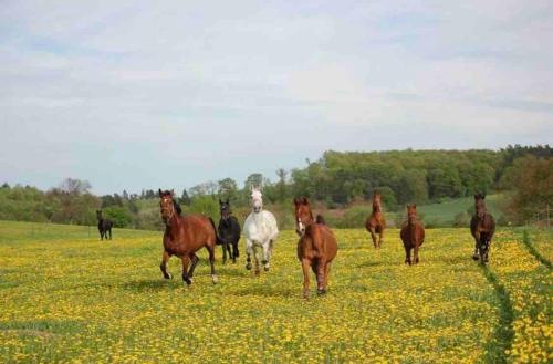Gemütliches Mobilheim auf Bauernhof Gemütliches Mobilheim auf Bauernhof