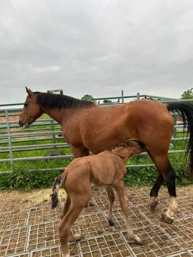 Gemütliches Mobilheim auf Bauernhof Gemütliches Mobilheim auf Bauernhof