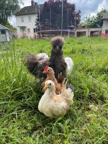 Gemütliches Mobilheim auf Bauernhof Gemütliches Mobilheim auf Bauernhof