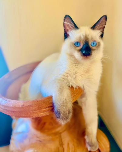 Araba Fenice Hotel - image 4