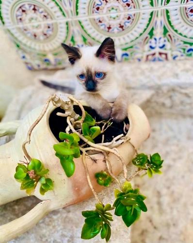 Araba Fenice Hotel - image 7